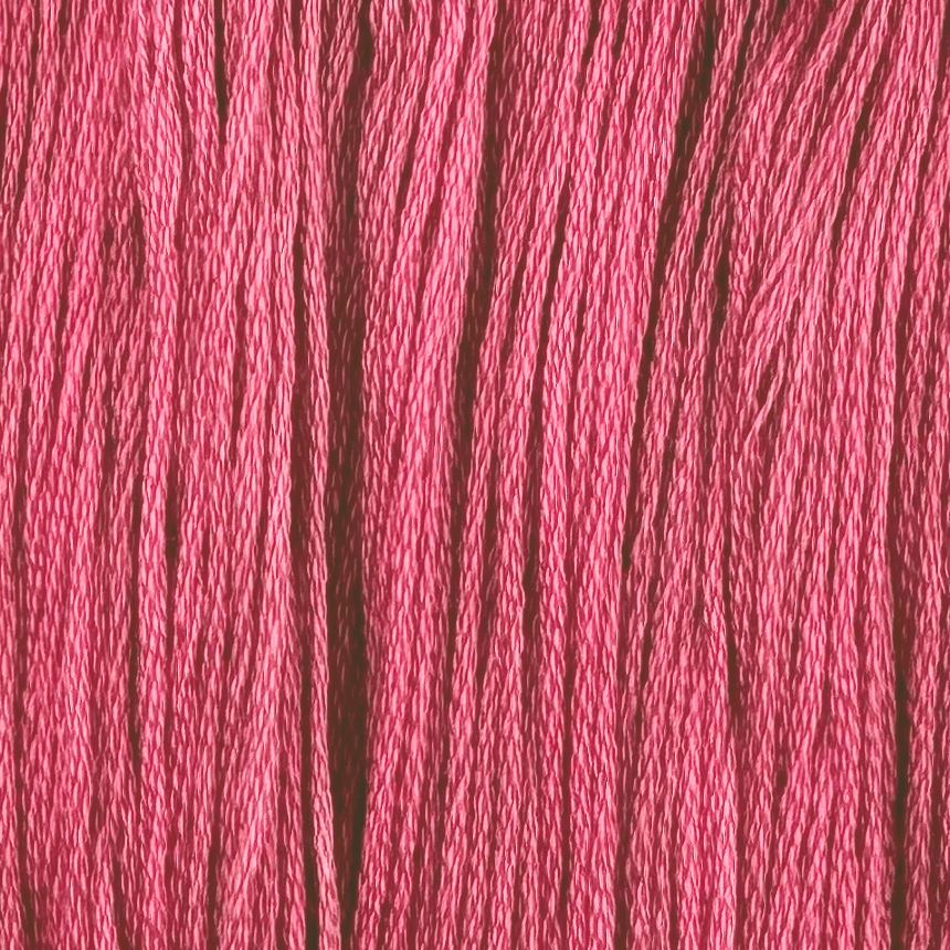 Carnation (Limited Edition)