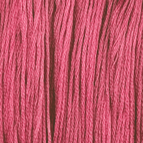 Carnation (Limited Edition)