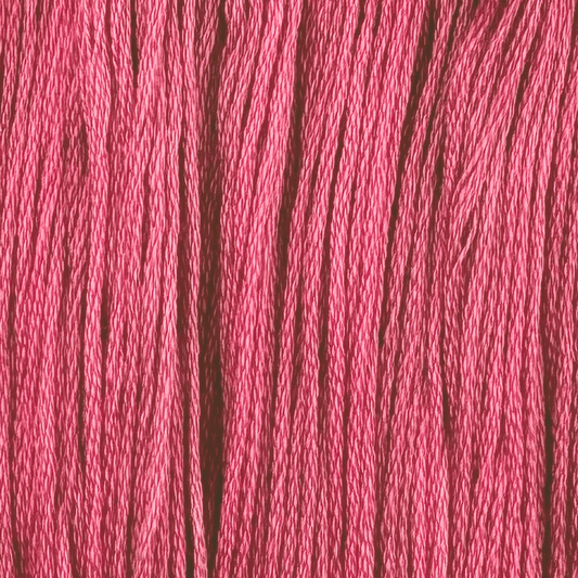 Carnation (Limited Edition)