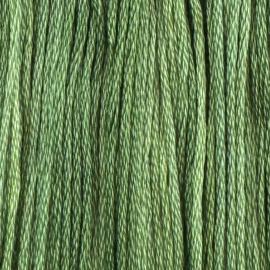 Enchanted (Limited Edition)